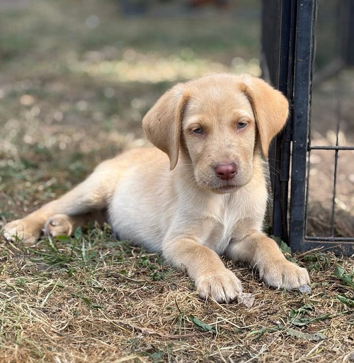 Petit labrador blond foncé doux et sociable, Chien (mâle), Belgique, Labrador retriever, Un chien