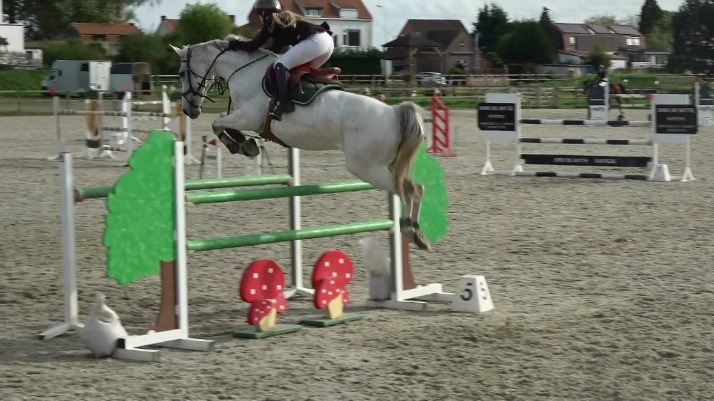 Top jumping merrie super fokmerrie, Dieren en Toebehoren, Merrie, Springpaard, 160 tot 165 cm, 11 jaar of ouder