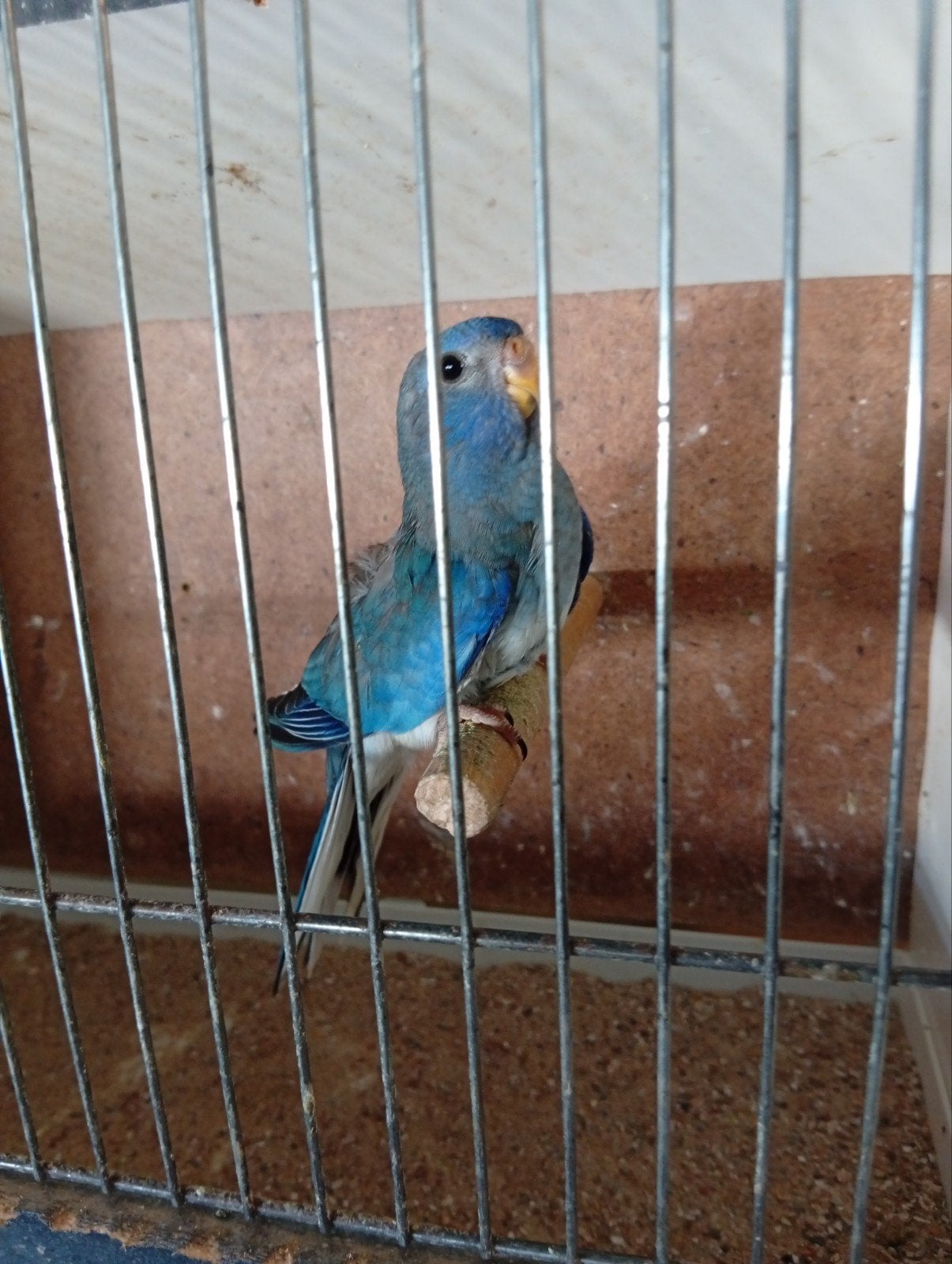 Blauw ef violet split man Splendid, Dieren en Toebehoren, Vogels | Parkieten en Papegaaien