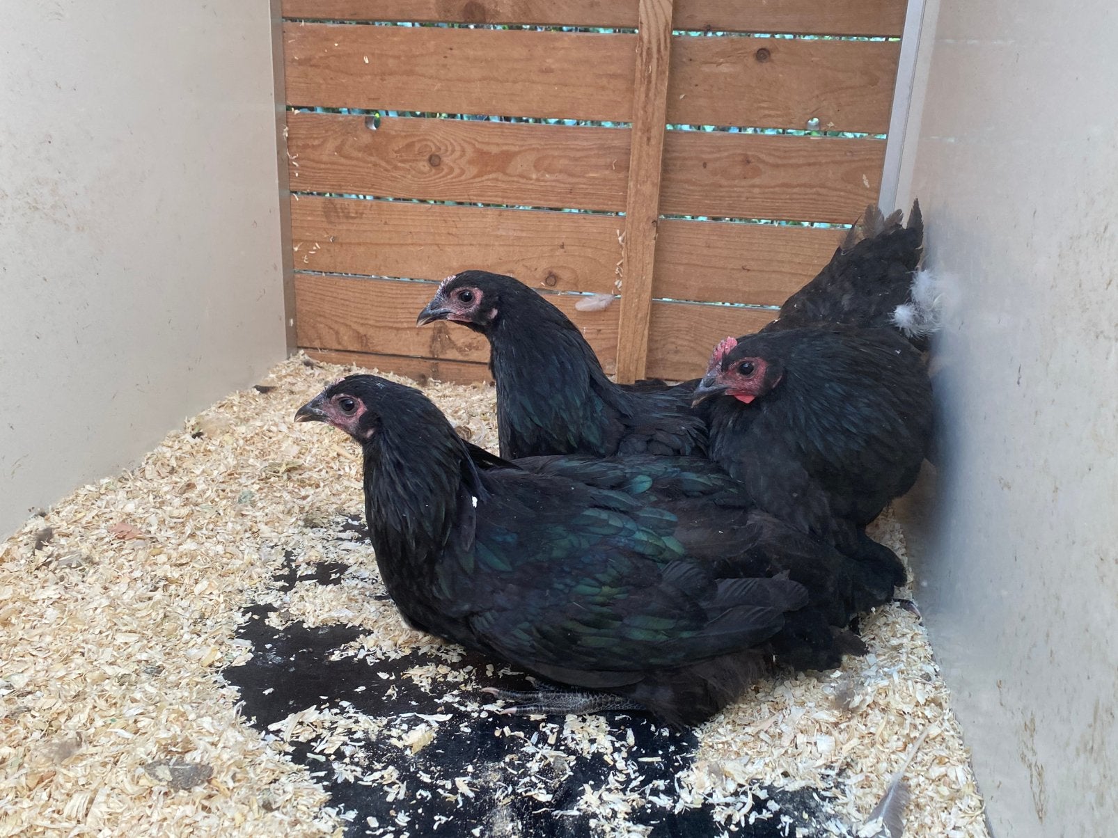 Haan met 2 hennen zwarte australorp, Dieren en Toebehoren