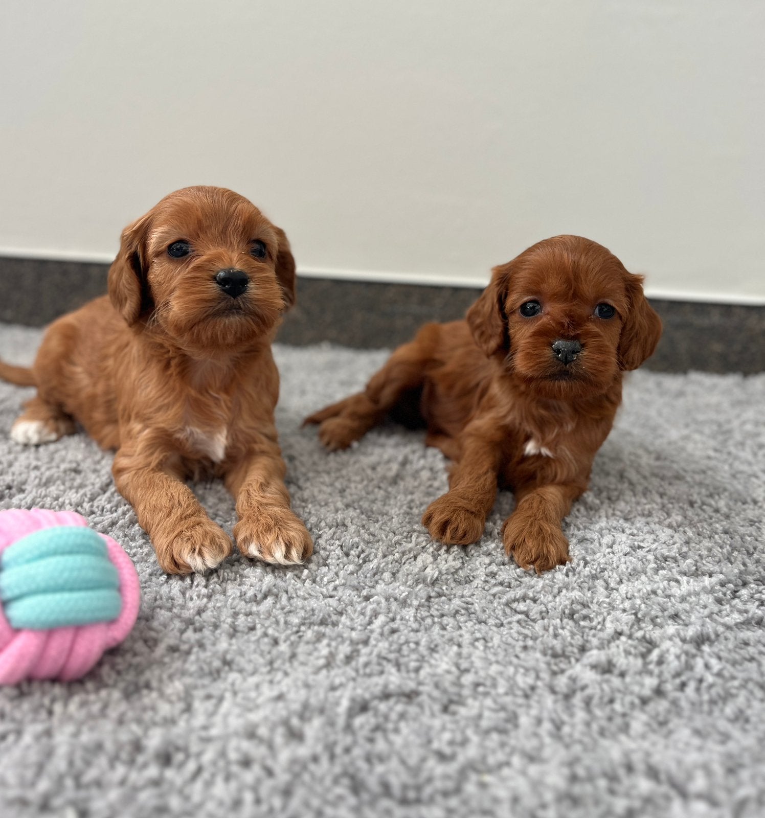 Beaux chiots cockapoo (parents testés), Animaux & Accessoires, Caniche, Maladie de Carré (chiens), Plusieurs, Belgique