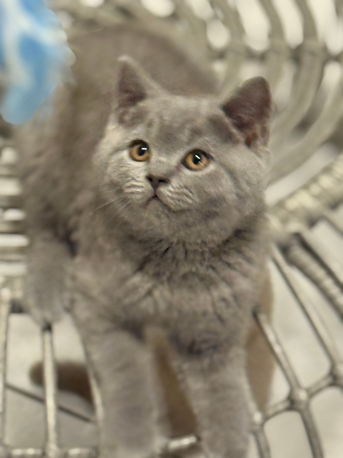 Charmante Britse Korthaar kittens – Beschikbaar&vertrekklaar, Meerdere dieren, Gechipt, 0 tot 2 jaar
