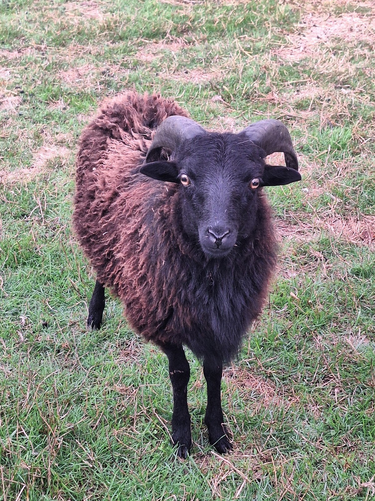 heel mooi en lief ouessant rammetje, Mâle, Mouton