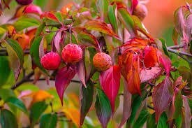Cornus Kousa China Girl, Tuin en Terras, Ophalen