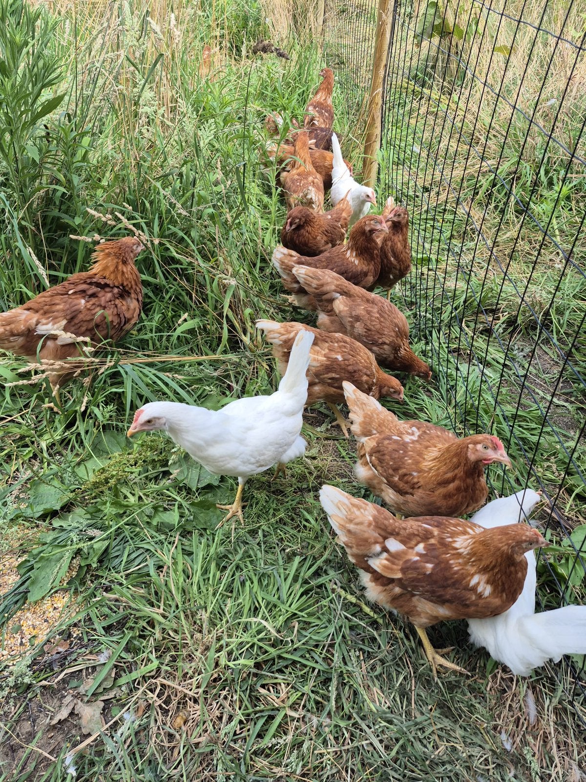Jonge legkippen, Dieren en Toebehoren, Pluimvee