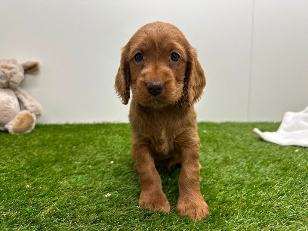 Nestjes Cockapoo pups, Parvo, België, 8 tot 15 weken, Meerdere