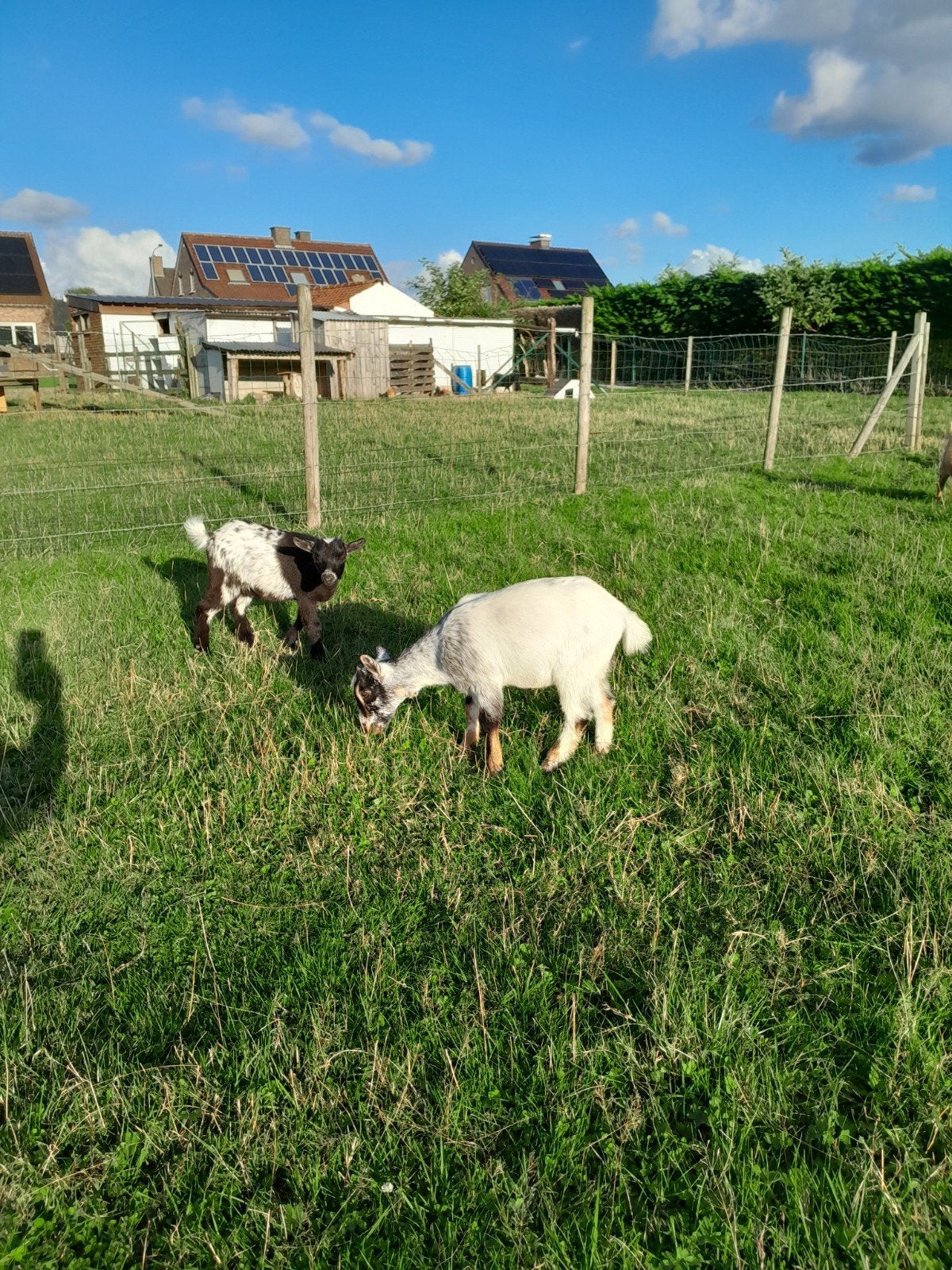 dwerggeitjes, Dieren en Toebehoren