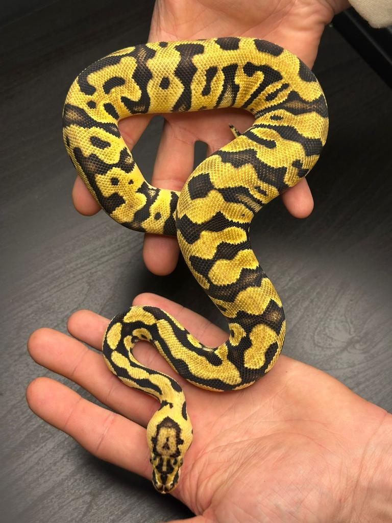 0.1 pastel enchi crypton dh hypo desertghost 50% het pied, Dieren en Toebehoren, Slang, Tam, 0 tot 2 jaar