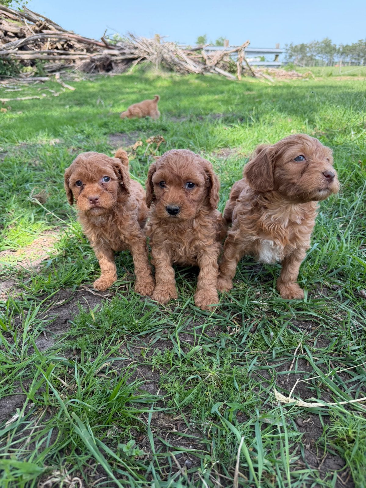 Mooie mini Labradoodle pups!, Labrador retriever, Plusieurs, Hépatite contagieuse (maladie de Rubarth), Belgique