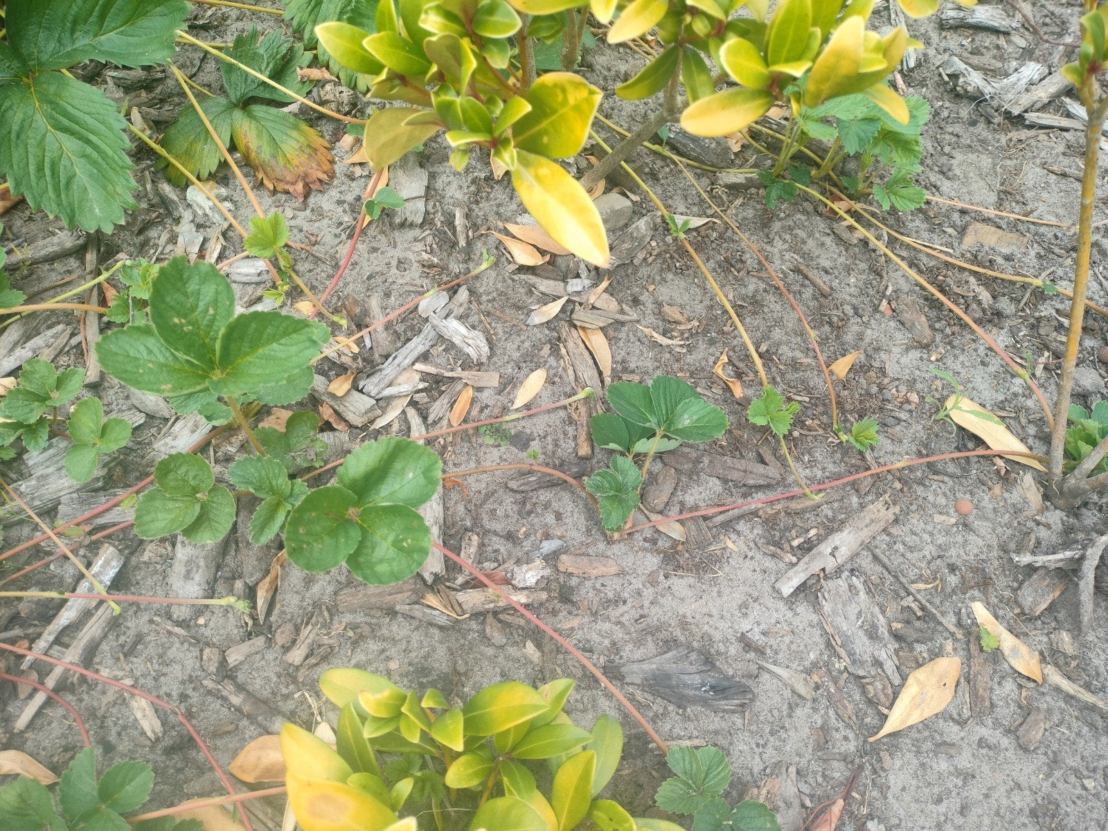 Gratis aardbeiplanten, Enlèvement