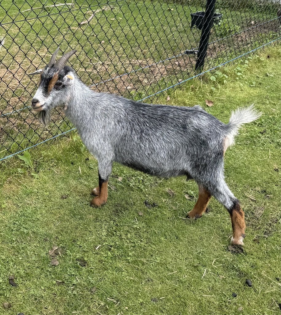 2 blauwschimmel dwerggeit miekes, Animaux & Accessoires, Femelle, Chèvre, 3 à 5 ans
