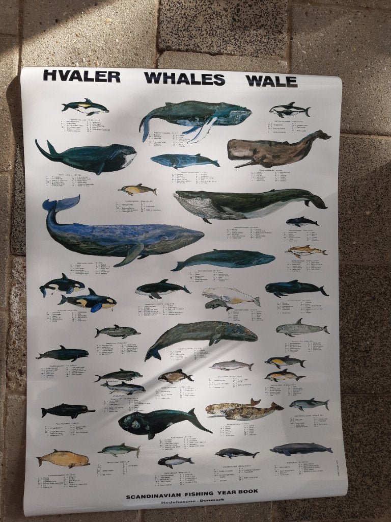 walvis poster, Livres, Nature, Enlèvement ou Envoi, Comme neuf, Nature en général