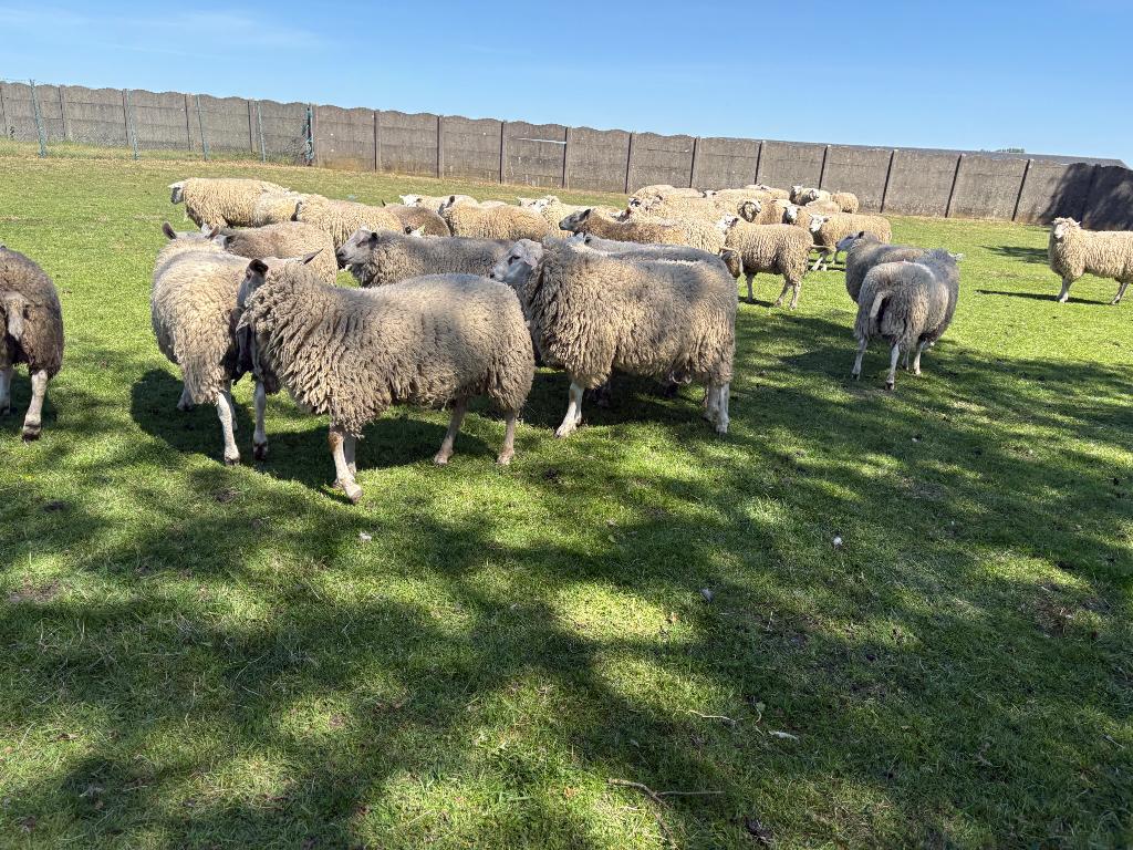 25 rammen, Dieren en Toebehoren, Mannelijk, Schaap, 0 tot 2 jaar
