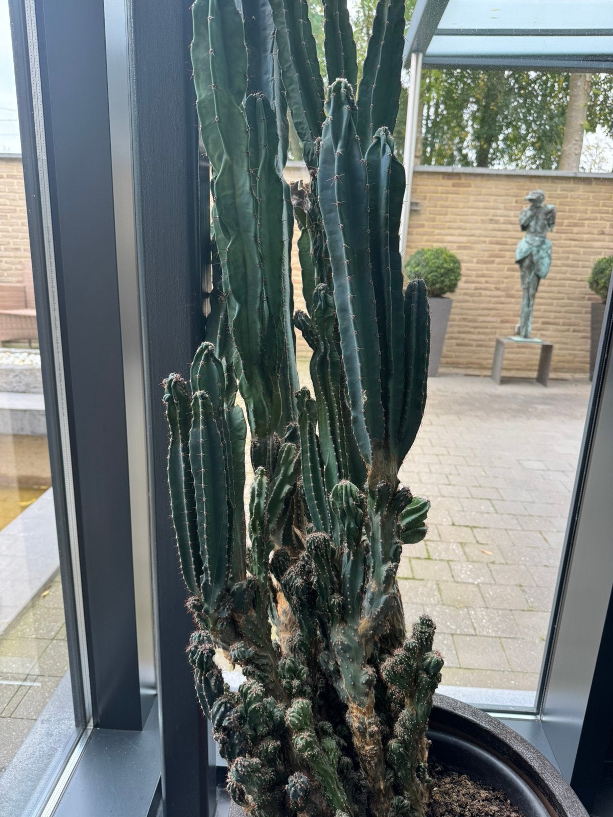 2m hoge cactus te koop, Ophalen, Zo goed als nieuw