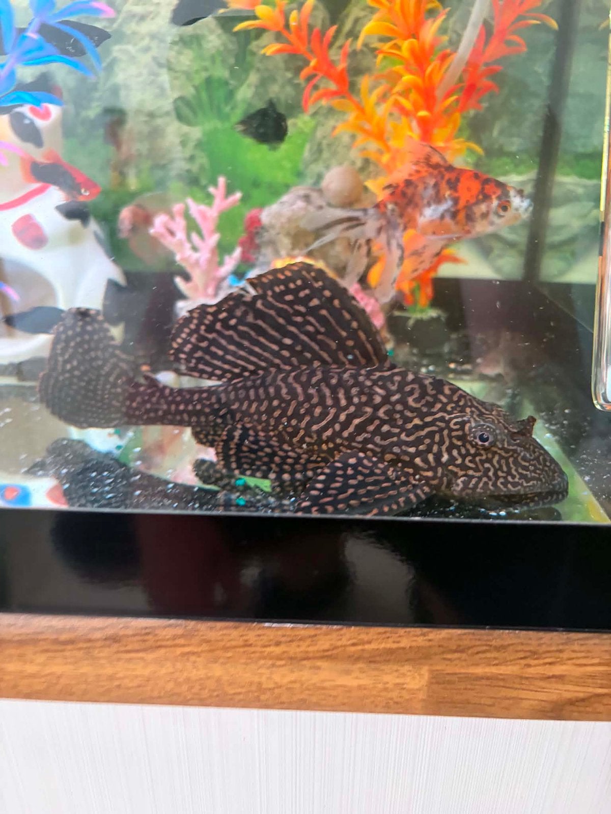 Pleco
