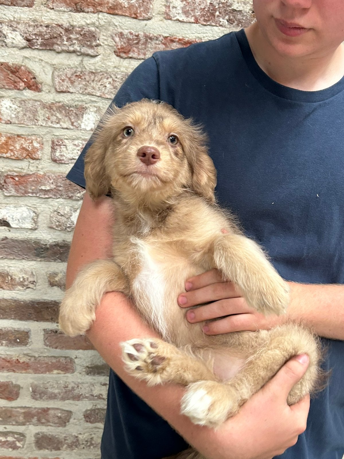 Miniature Aussiedoodle teefje, Dieren en Toebehoren, Honden | Herdershonden en Veedrijvers, Parvo, België, 8 tot 15 weken, Teef