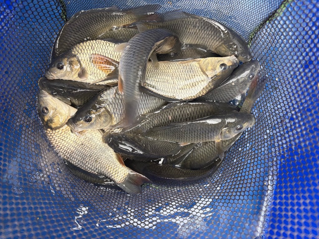 Groot lot schub karpers  +-15cm, Dieren en Toebehoren, Karper of Koi