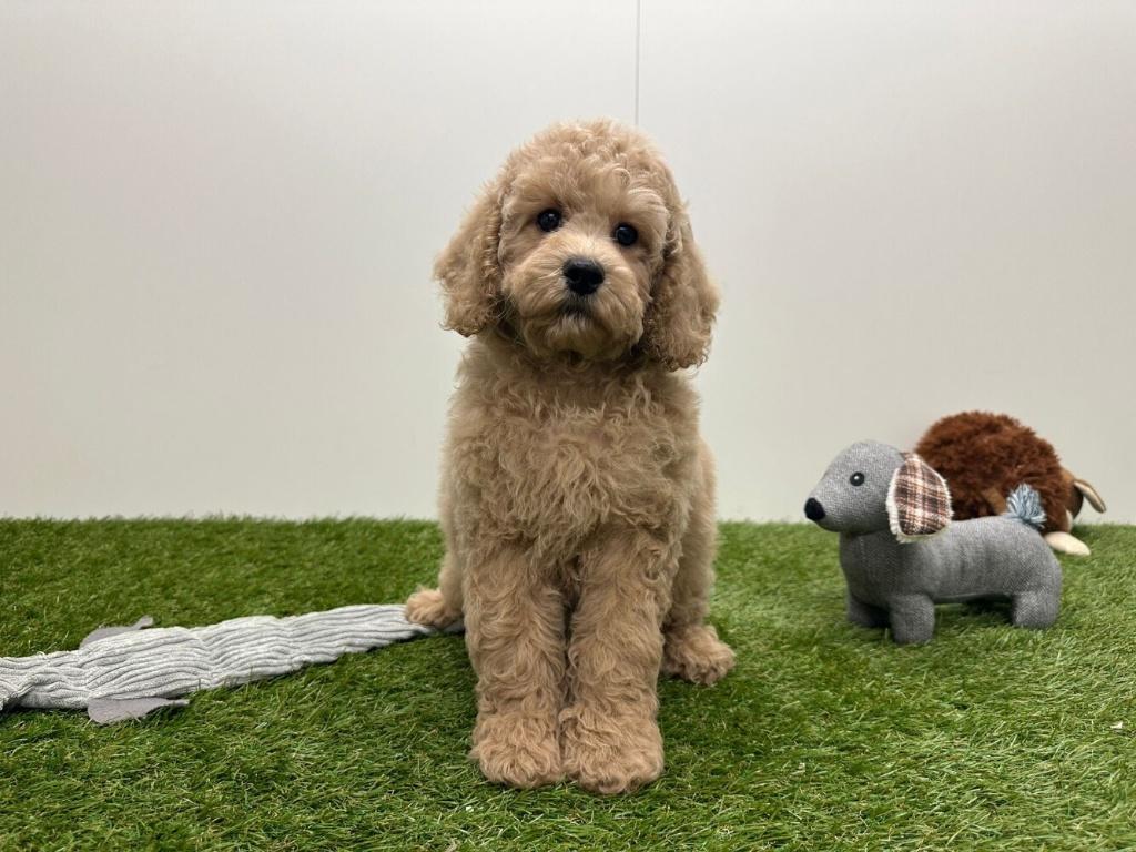 Cockapoo pups (F1), België, 8 tot 15 weken, Parvo, Meerdere