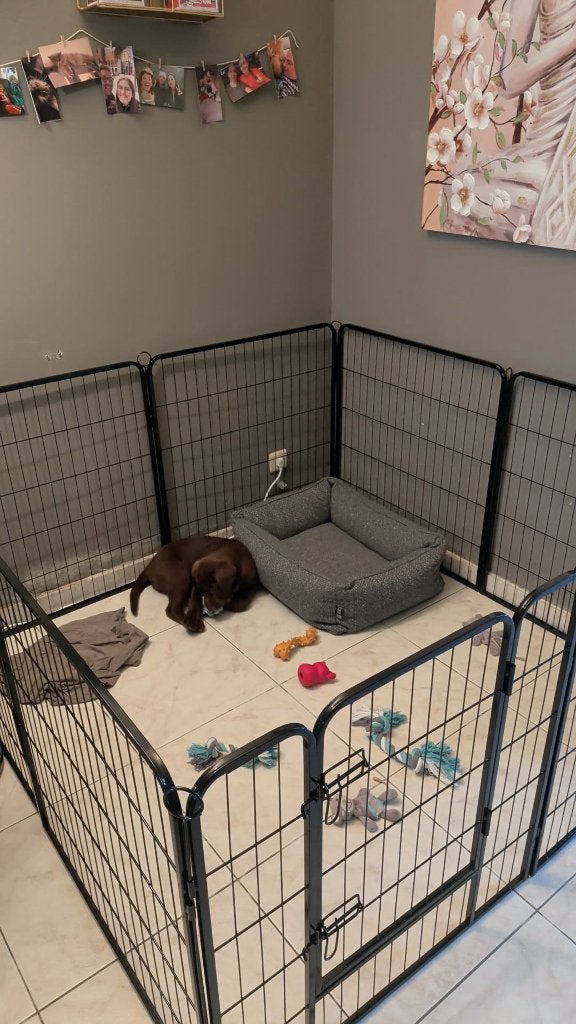 Puppyren, Dieren en Toebehoren, Hondenhokken, Ophalen, Hondenkennel, 110 cm of meer, 65 tot 100 cm