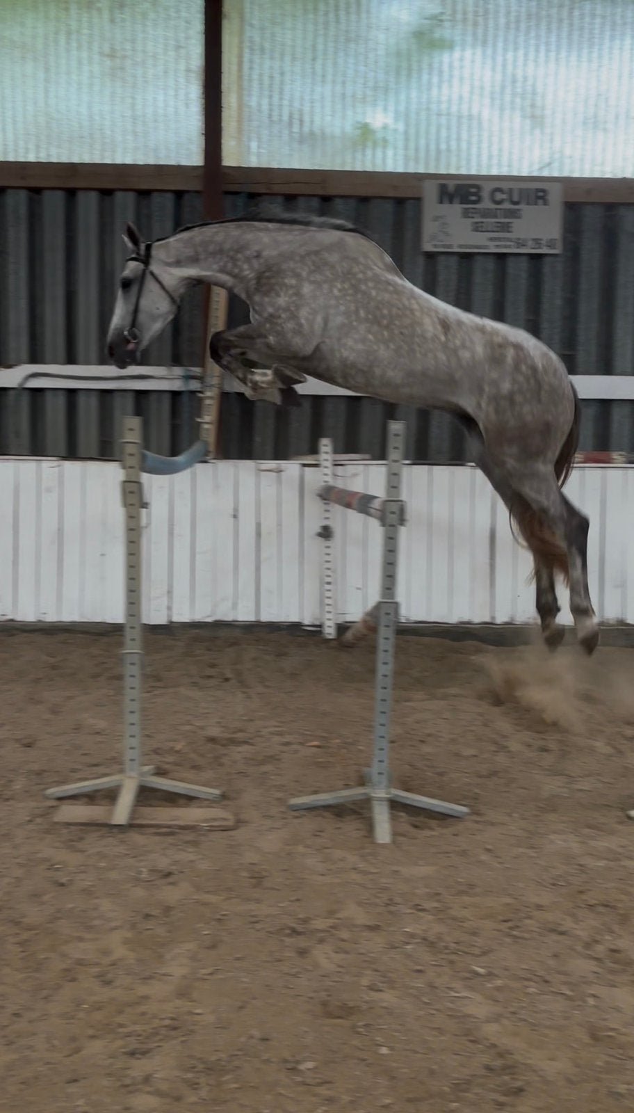Fokmerrie, Dieren en Toebehoren, Merrie, 165 tot 170 cm, Springpaard, 3 tot 6 jaar