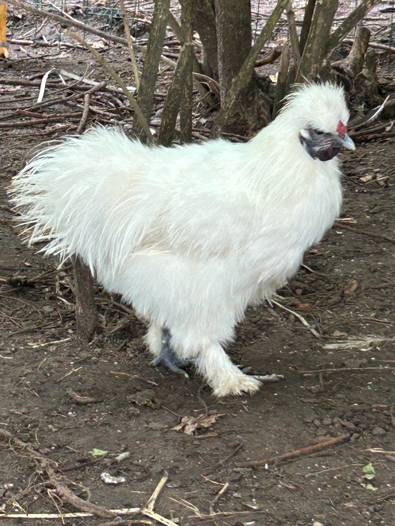 Sierhaantje, Dieren en Toebehoren, Mannelijk, Kip