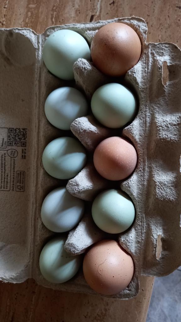 Verse eieren te koop te Lanklaar., Dieren en Toebehoren, Pluimvee, Kip