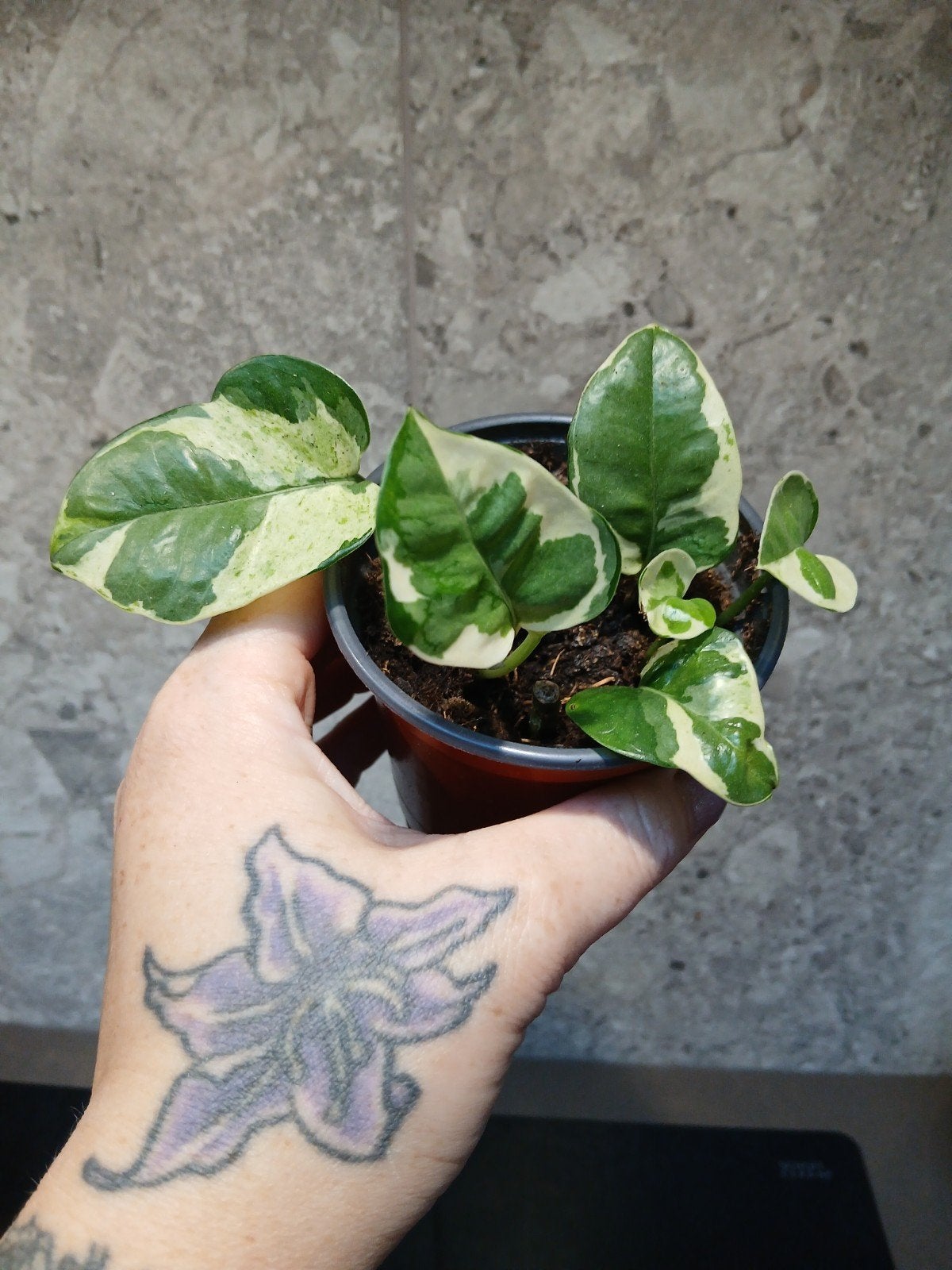 epipremnum enjoy, Huis en Inrichting, Kamerplanten, Ophalen