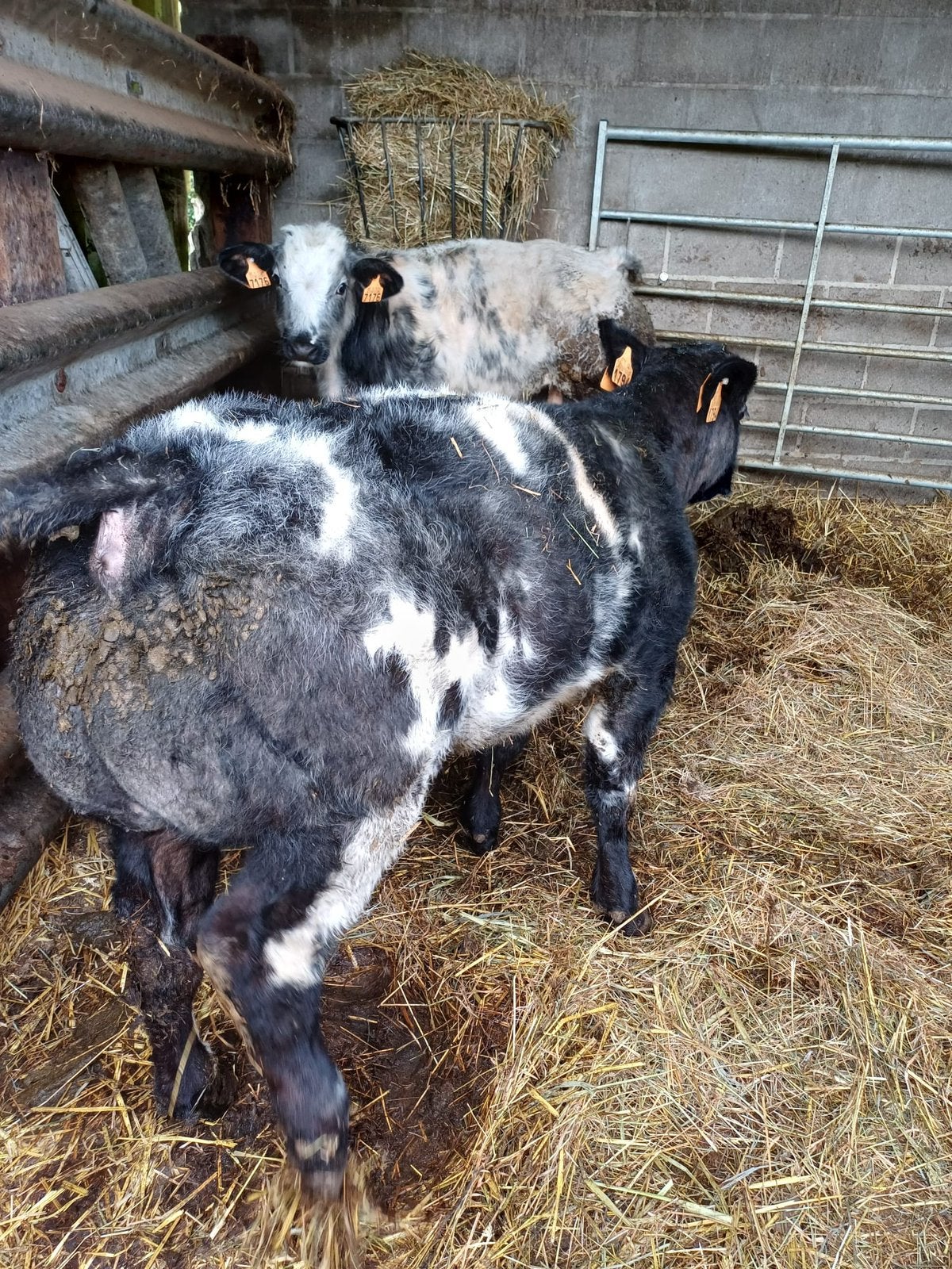 Taureaux Dikbil, Animaux & Accessoires, Mâle, 0 à 2 ans