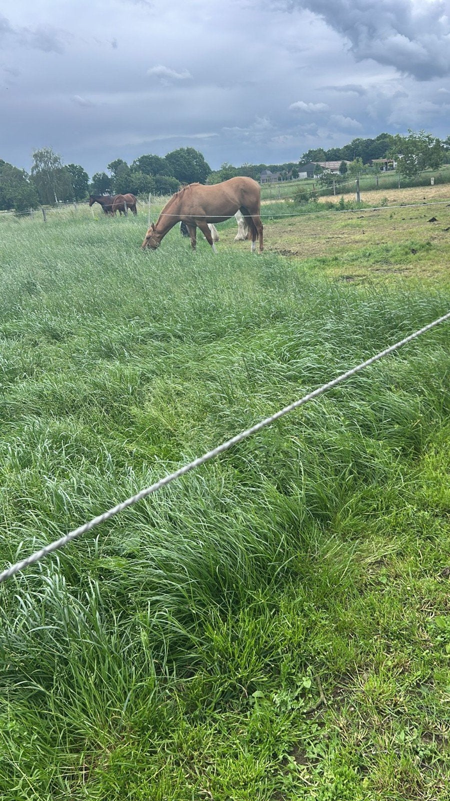 Pensionstalling, Animaux & Accessoires, Box & Pâturages, Mise à l'étable, 2 ou 3 chevaux ou poneys