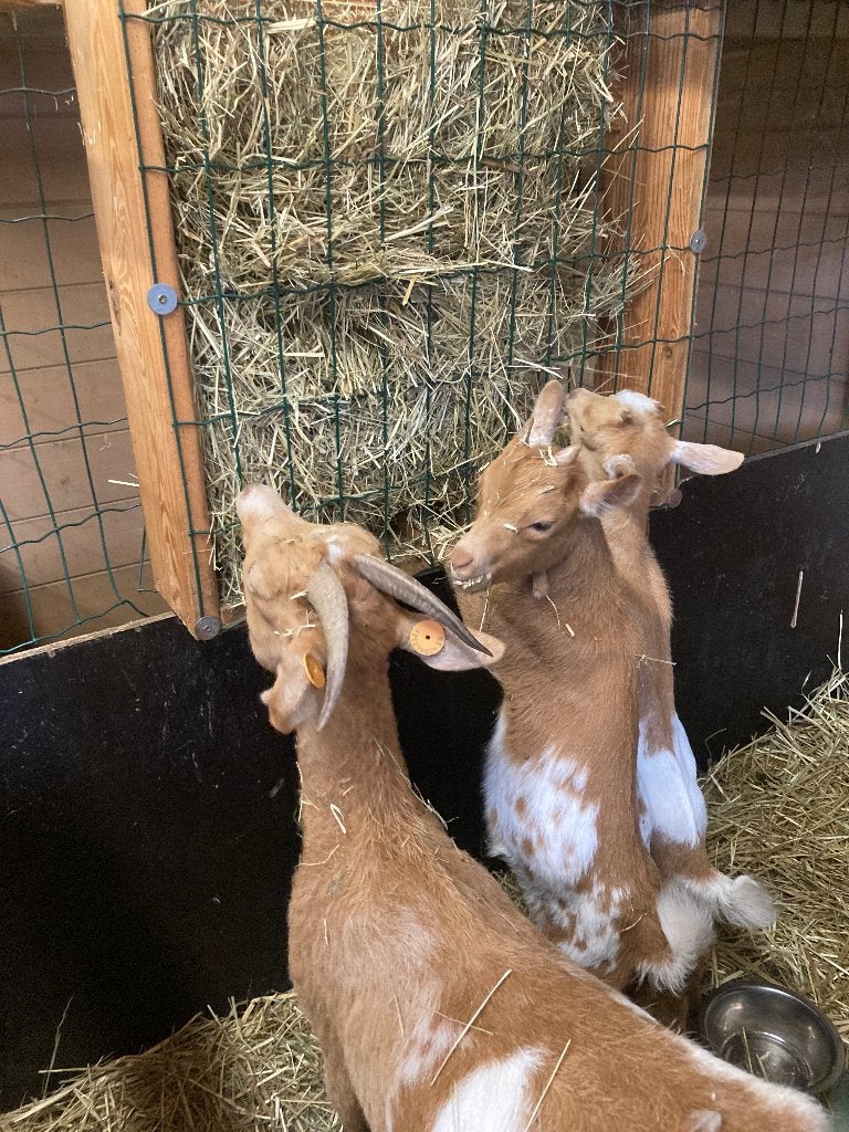 2 camel dwerggeit miekes, Femelle, Chèvre, 3 à 5 ans