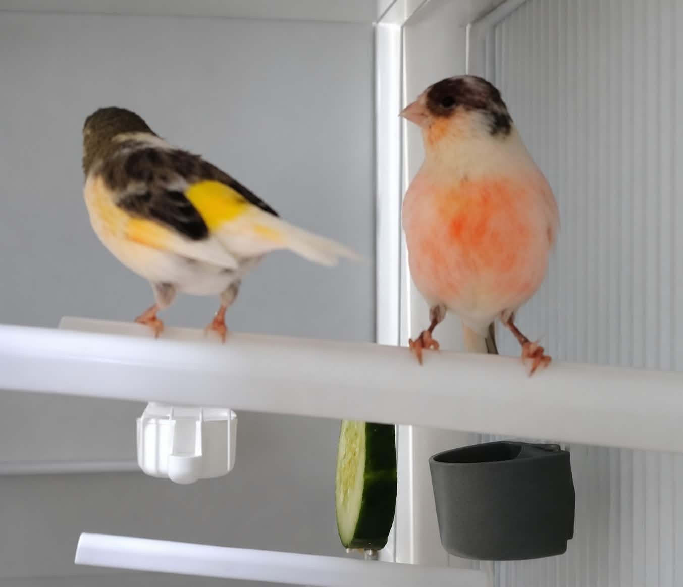 couple canaris 2025, Animaux & Accessoires, Mâle, Canari de couleur