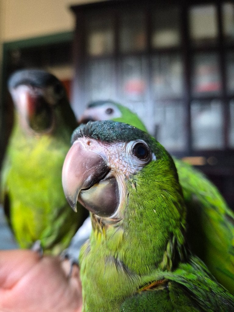 Perruche noble, Femelle, Perruche, Bagué