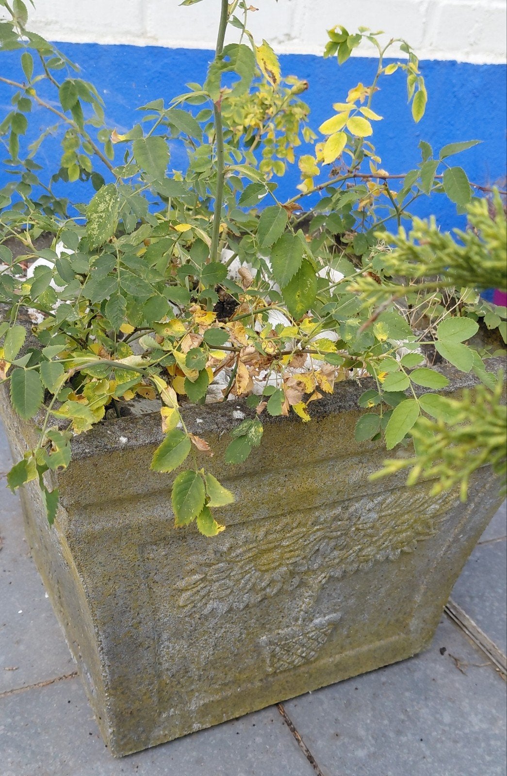 2 vierkante plantenbakken, Tuin en Terras, Ophalen