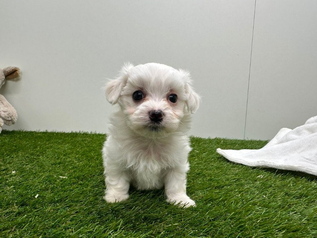 Portée de chiots Bichon Maltais - petite taille