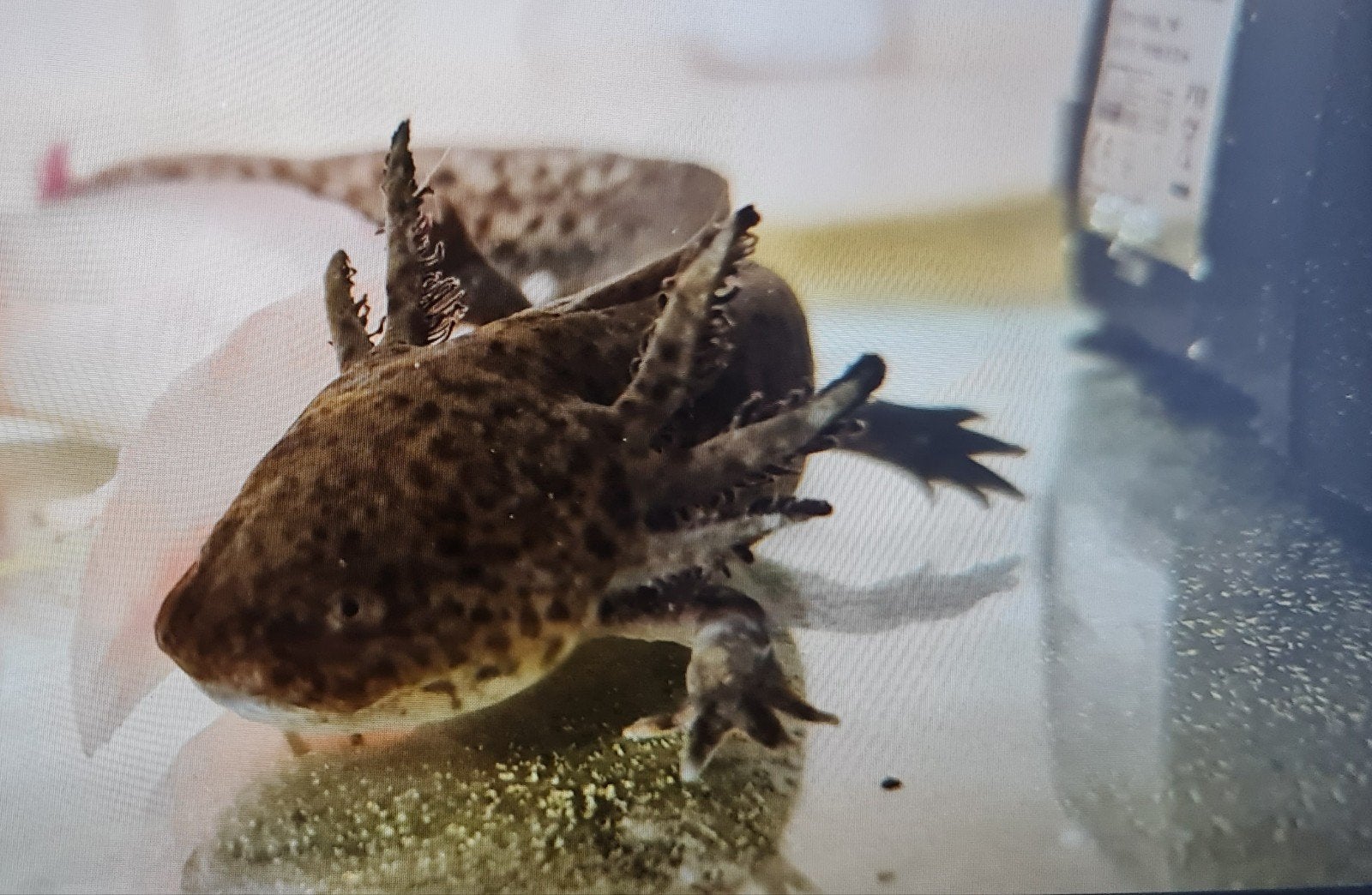 Axolotl Gratis!!!, Dieren en Toebehoren