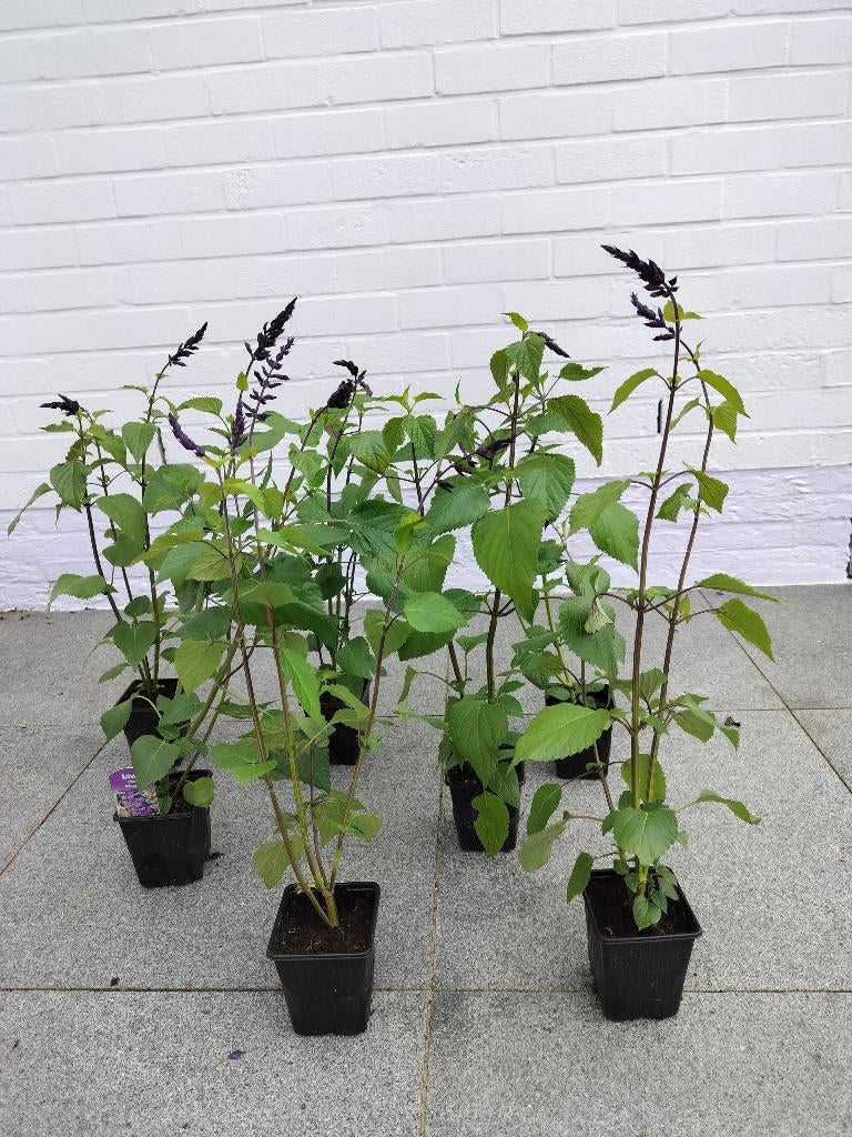 Salvia Amistad Blauw  7 planten, Tuin en Terras, Planten | Tuinplanten, Ophalen, Bodembedekkers, Volle zon, Vaste plant