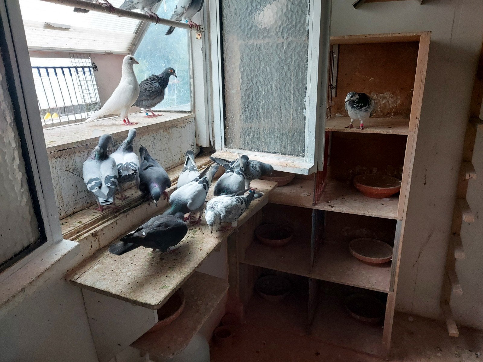reisduiven, Dieren en Toebehoren, Meerdere dieren, Postduif