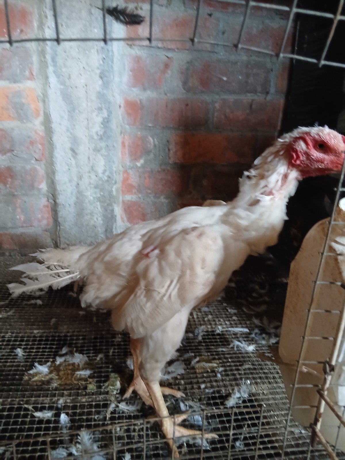 Poulet au shampoing blanc 2025, Animaux & Accessoires, Poule ou poulet