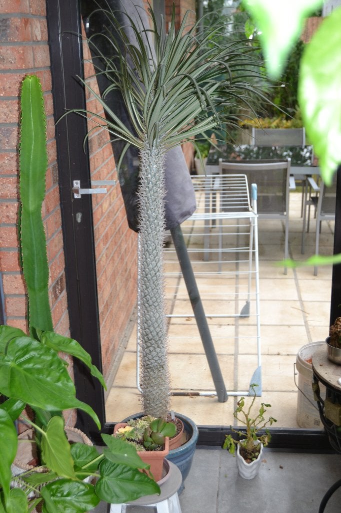 pachypodium gris, Maison & Meubles, Plein soleil, Palmier, Plante verte, 150 à 200 cm