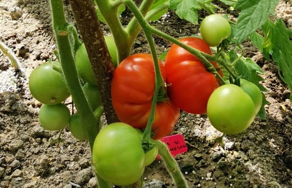 5 zaden Belgische tomaat Rouge de Namur - biologische teelt, Verzenden, Voorjaar, Zaad