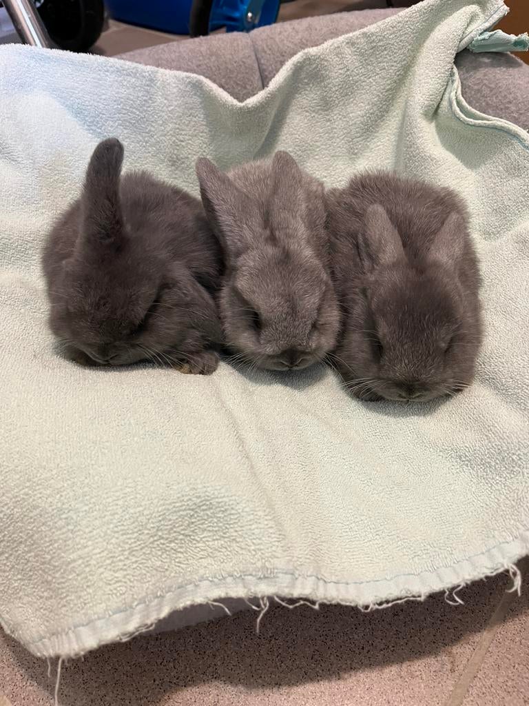 Nederlandse Hangoordwergkonijntjes, Dieren en Toebehoren, Meerdere dieren, Klein, Hangoor, 0 tot 2 jaar