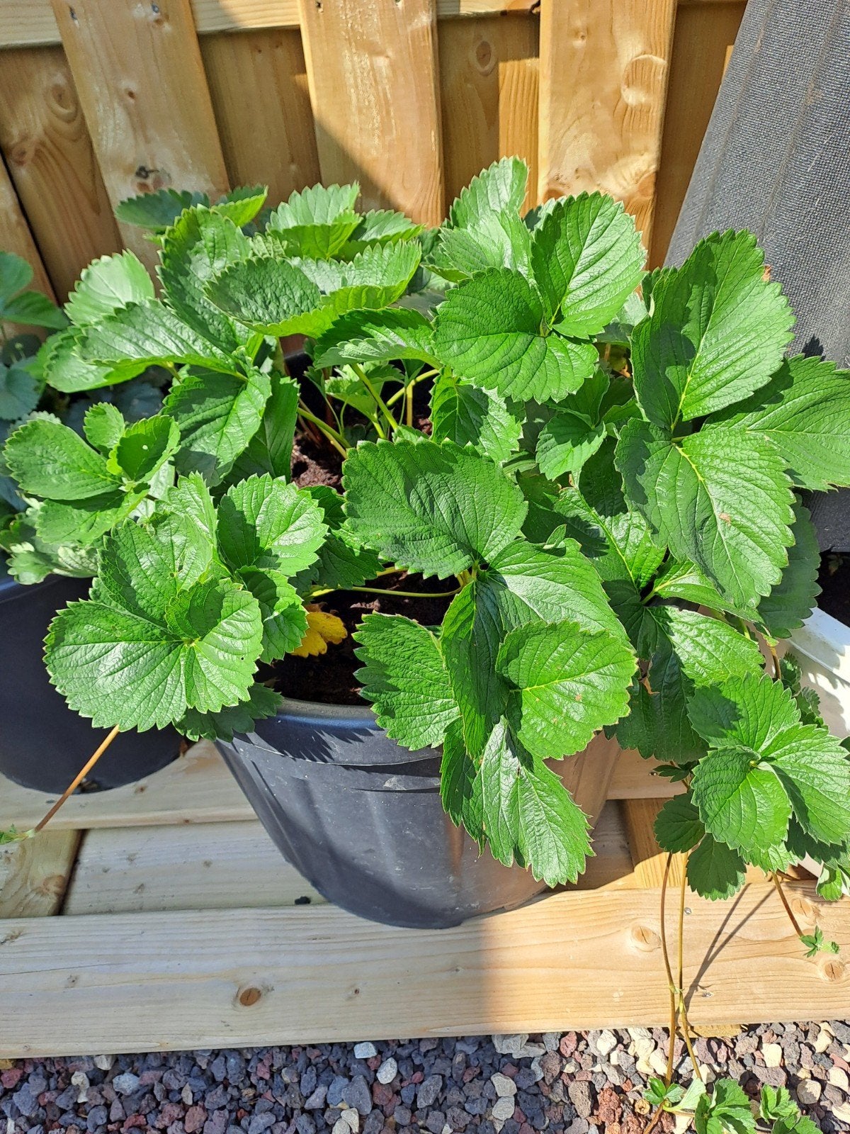 aardbeien, Ophalen