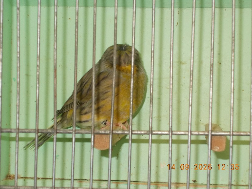 kanarie gloster, Dieren en Toebehoren