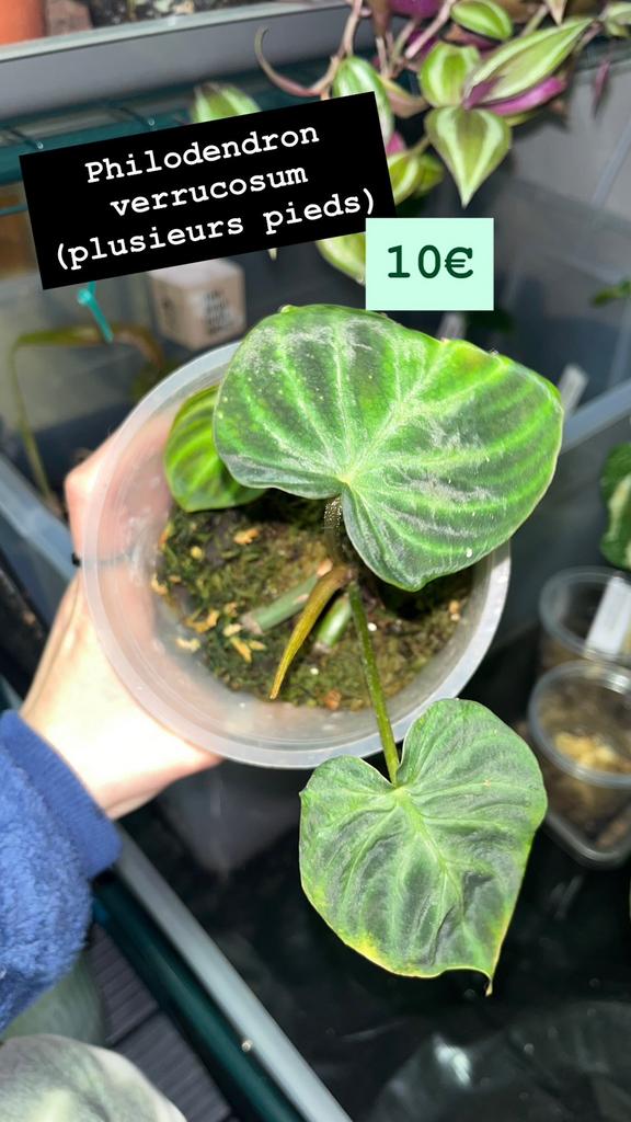 Philodendron verrucosum, Overige soorten, In pot, Minder dan 100 cm, Groene kamerplant