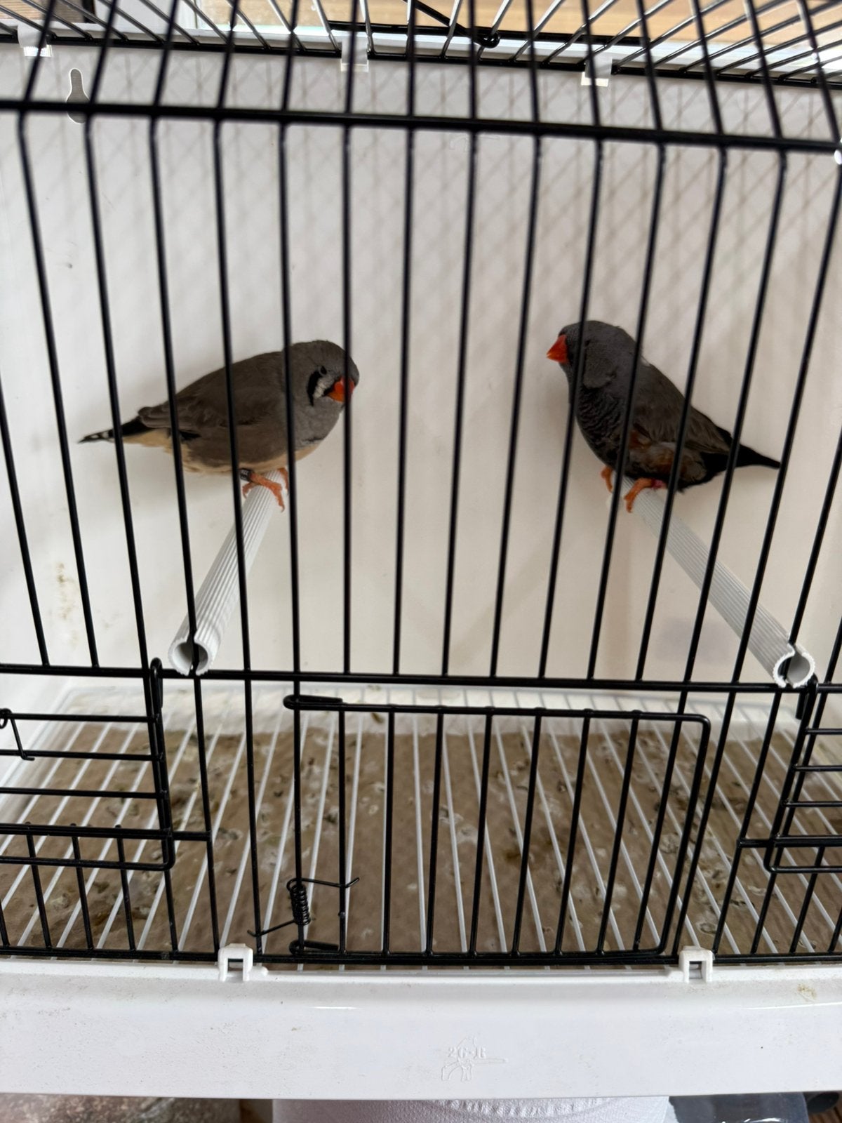 Koppel Charcoal grijs x split Charcoal grijs zebravinken, Geringd