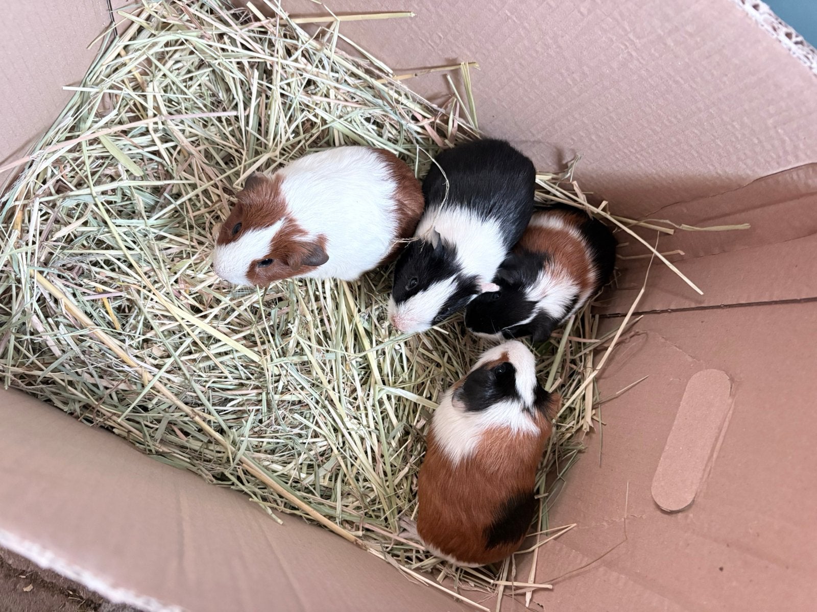 Jonge cavia beertjes, Dieren en Toebehoren, Cavia, Augustus, Mannelijk, Tam