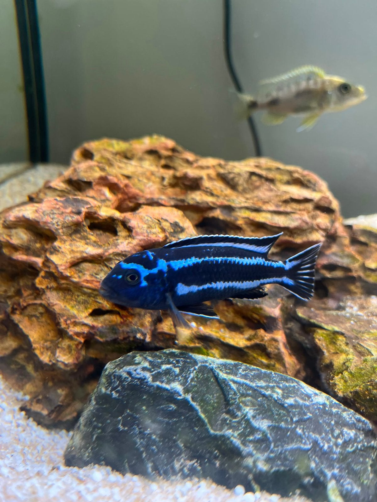 Malawi-cichliden, Dieren en Toebehoren, Vis, Zoetwatervis, Schoolvis