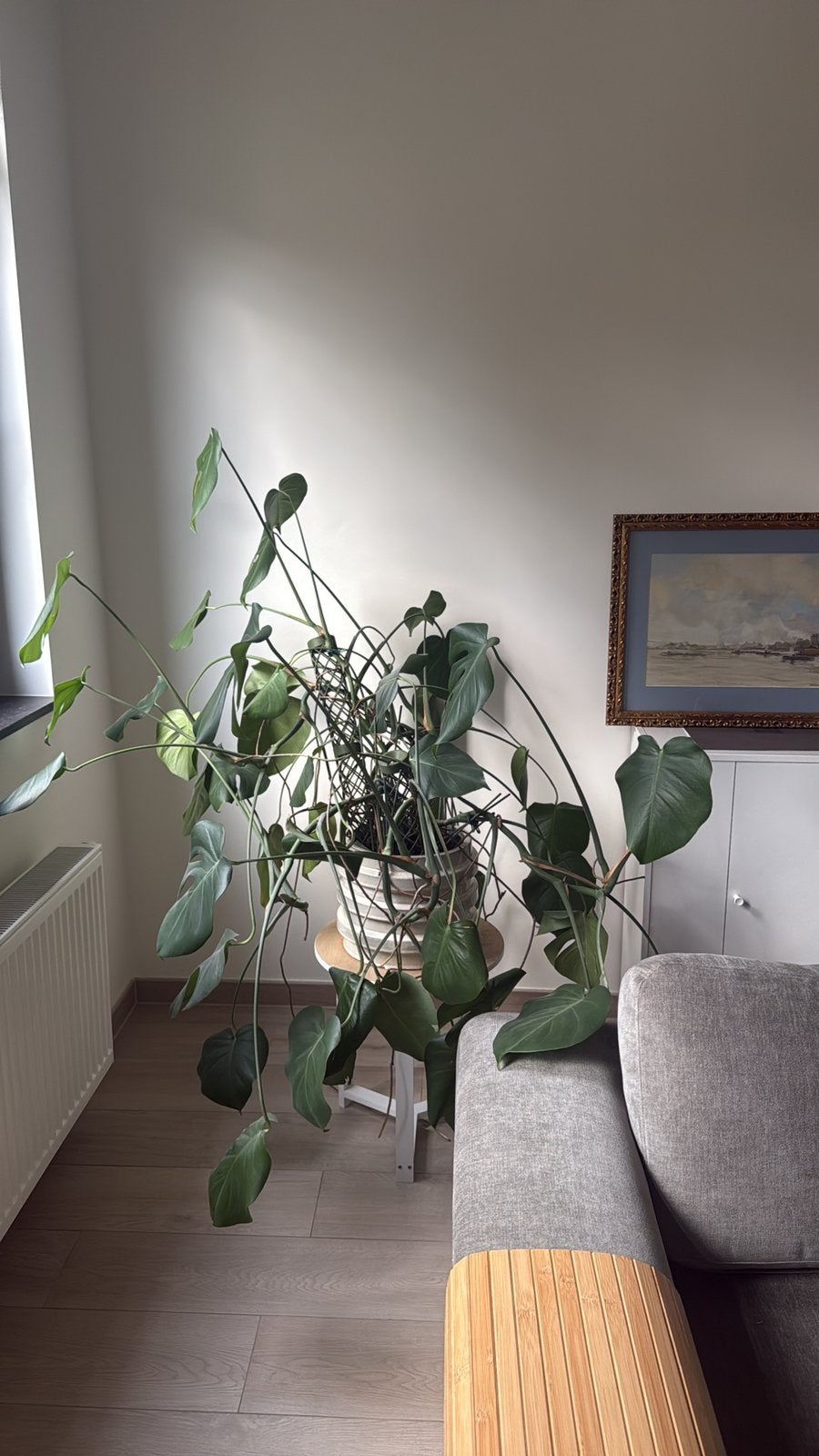 Grote monstera, Ophalen