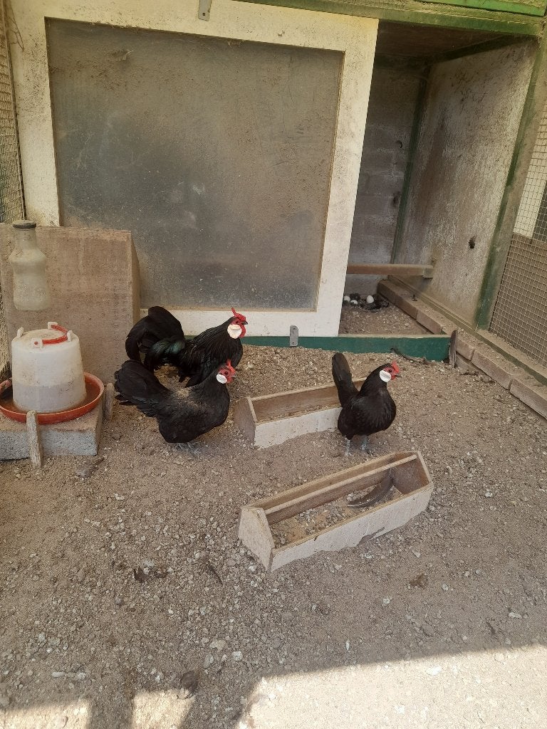 Java krielen te koop, Dieren en Toebehoren, Pluimvee, Meerdere dieren, Kip