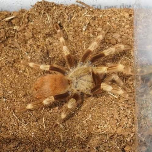 Vogelspinnen, Dieren en Toebehoren, Insecten en Spinnen, Spin of Schorpioen